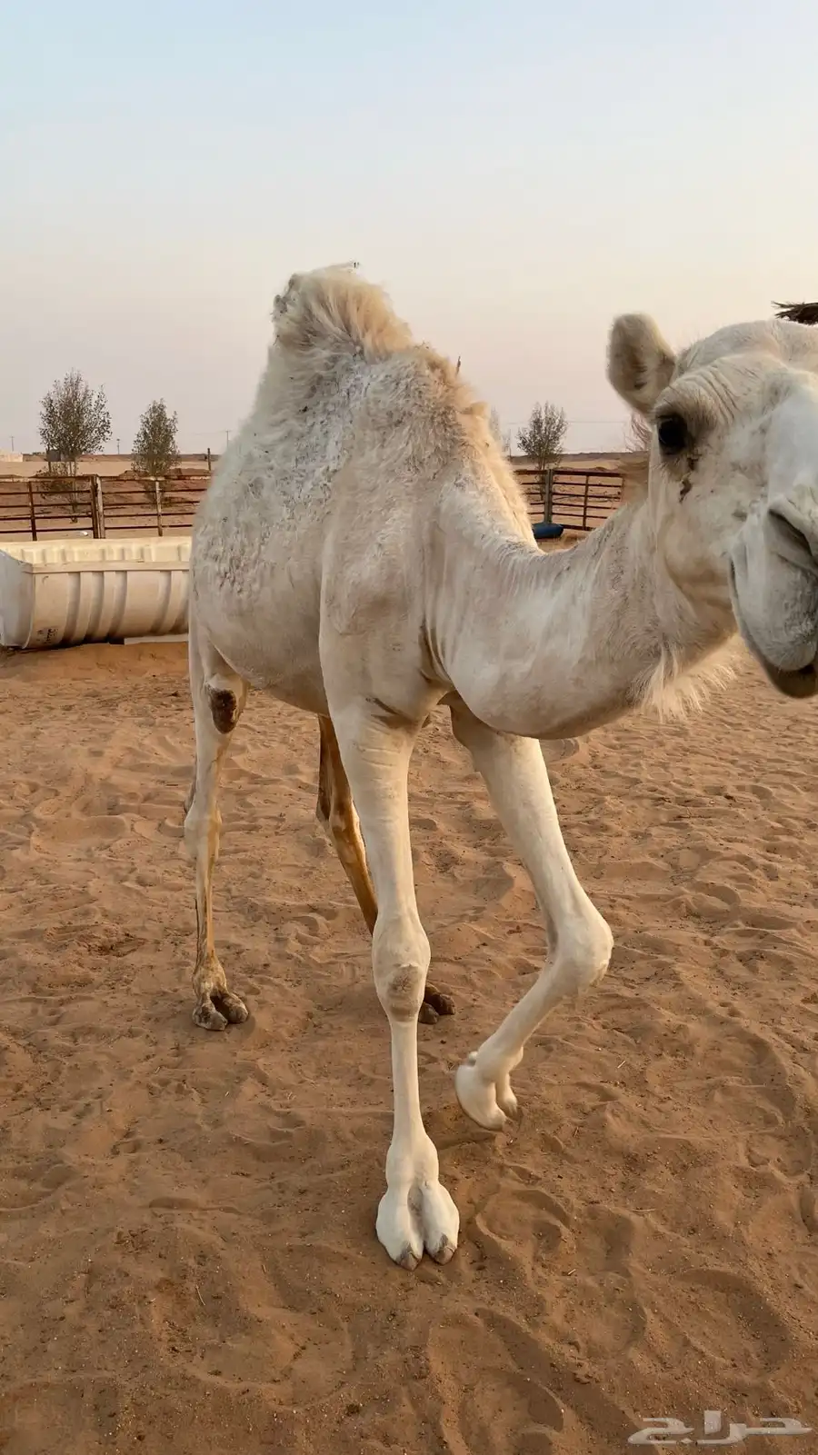 للبيع قعدان مفاريد قصب 1