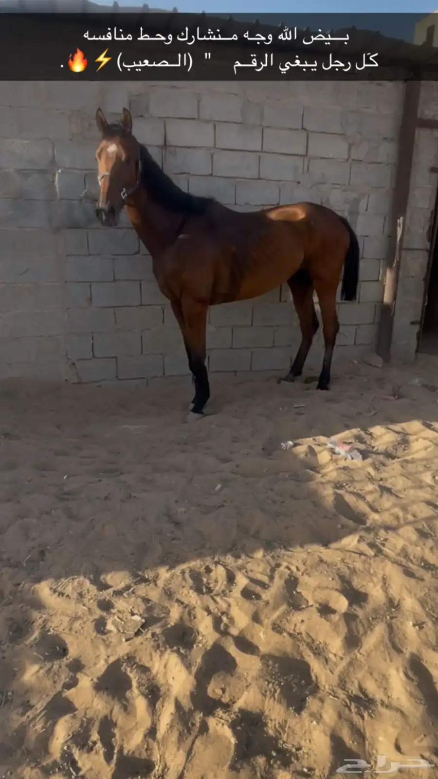 حصان إنتاج سباقق   . 1