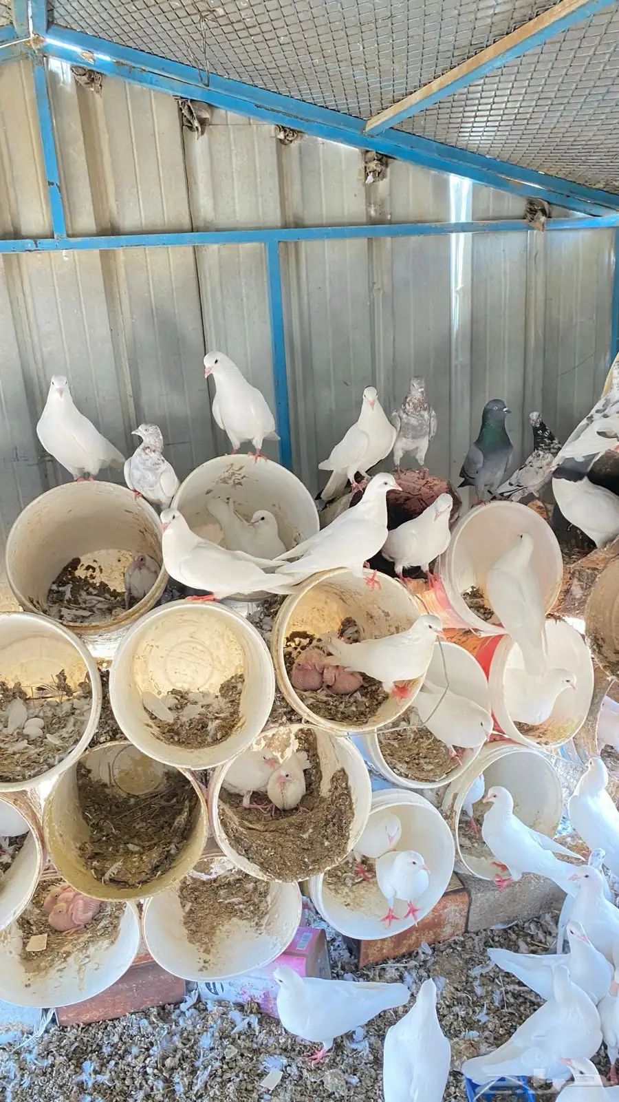 حمام فرنسي 20جوز واكثر نضيفه للبيع على السوم 5