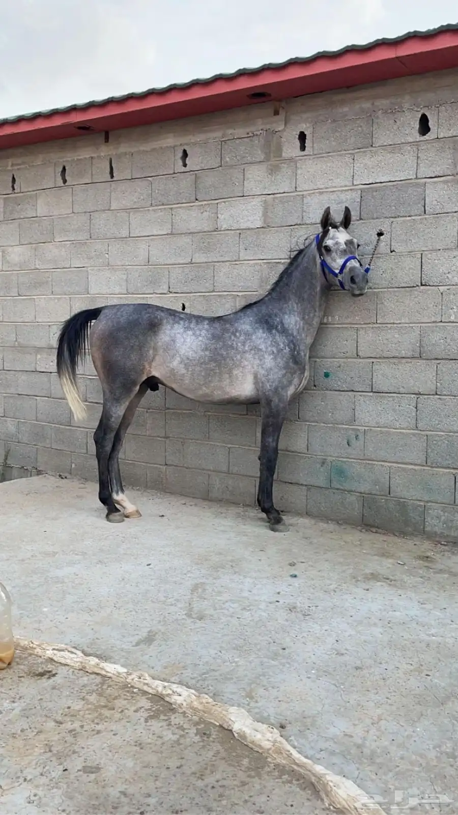 خيل حصان للبيع 4