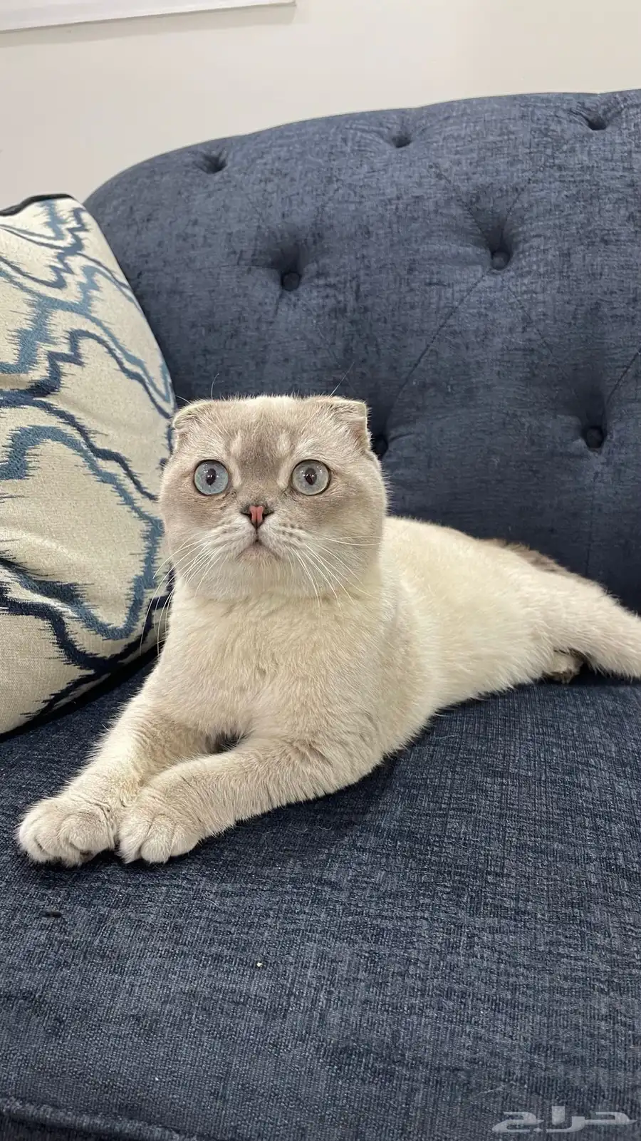 سكوتش للتزاوج 2