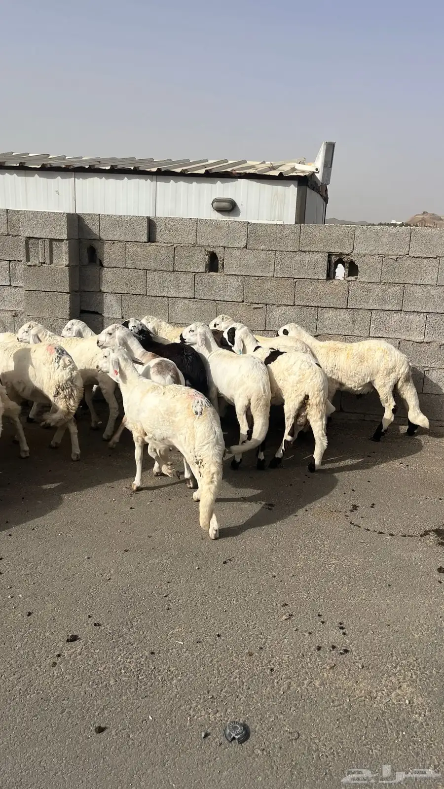 طليان سواكن بيض 4