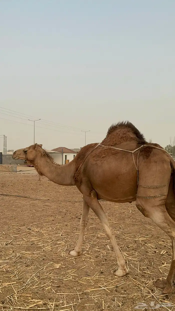 خلفه مصغر ( تم البيع ) 1