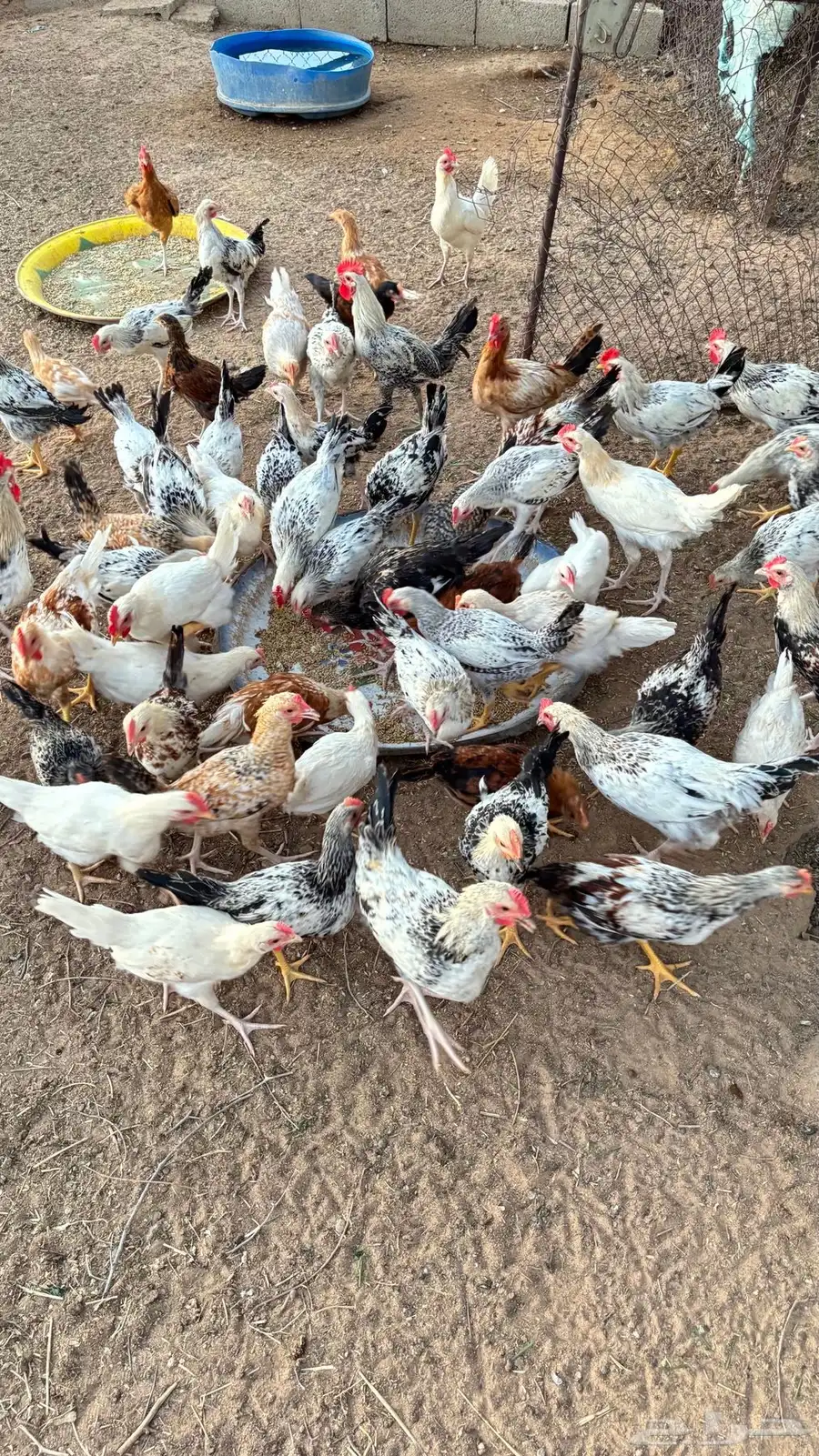 ديكه للبيع  مهجن  ثلاث شهور تقري تقريبا  عدده 80 2
