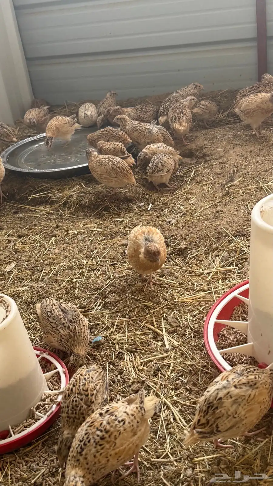 دجاج وسمان وبط للبيع 5