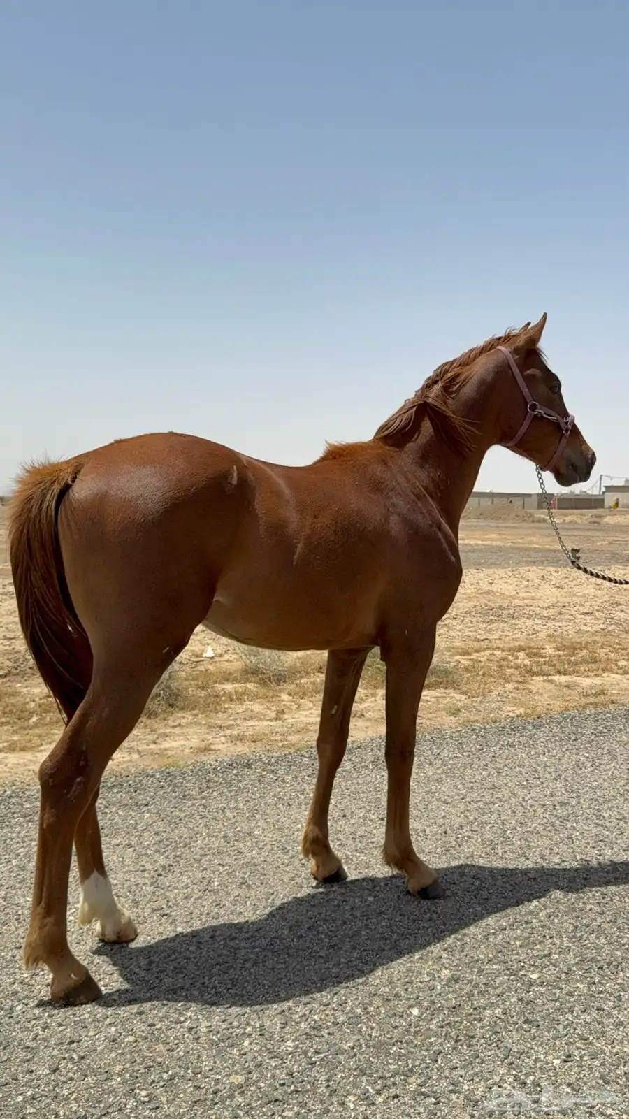 مهر عربي سرعة فاخر جدا  2024 2