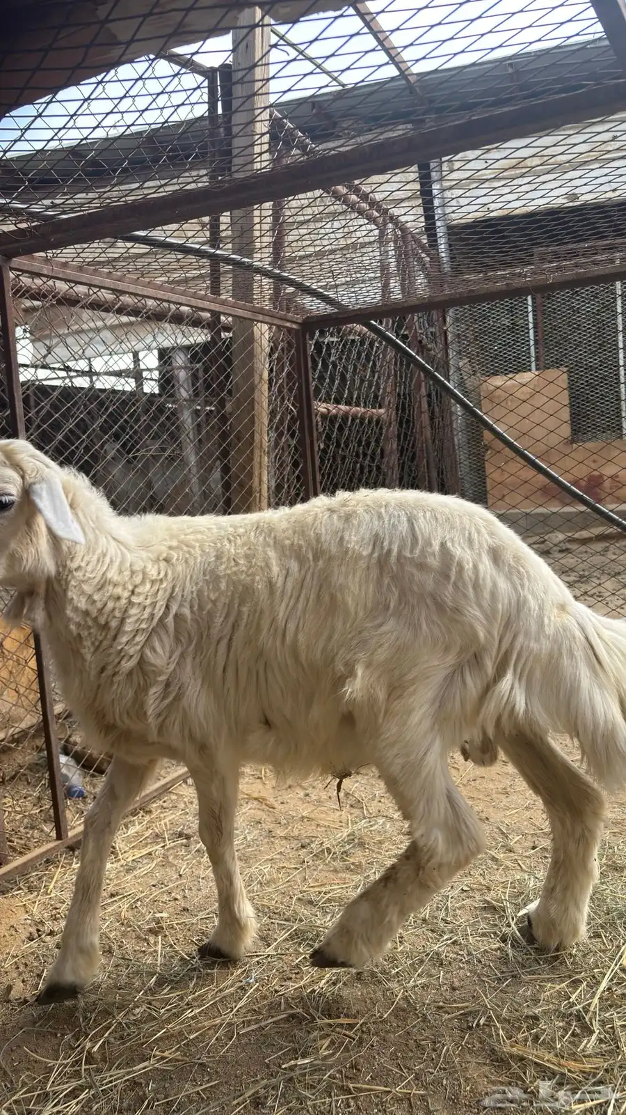 طلي حري كفو وشرط 3