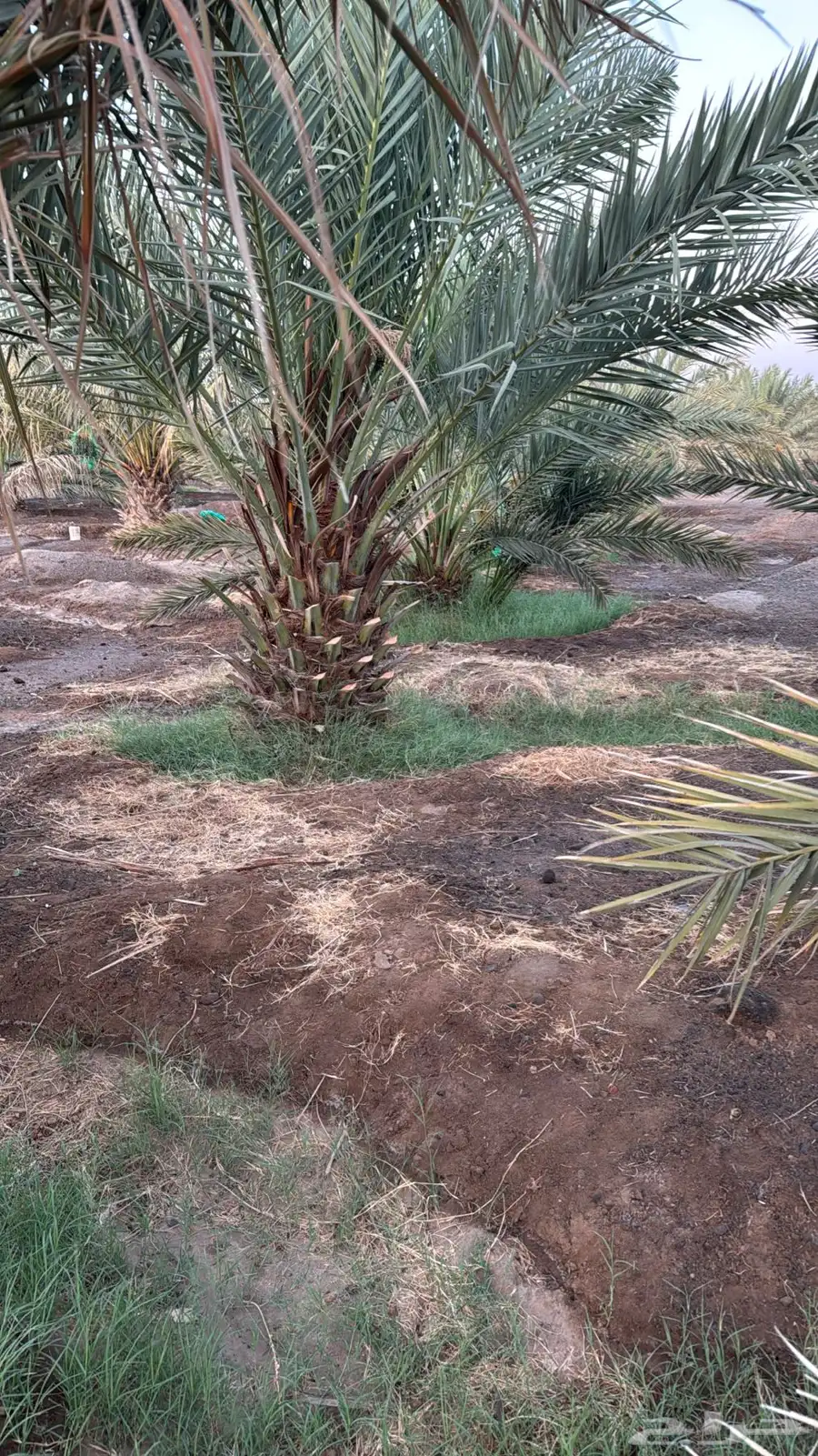 للبيع نخل عجوه كبير ومنتج العدد30 4