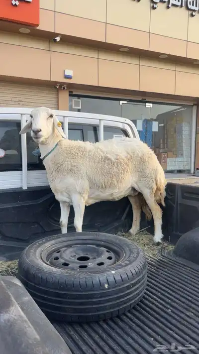 شاه حايل 0