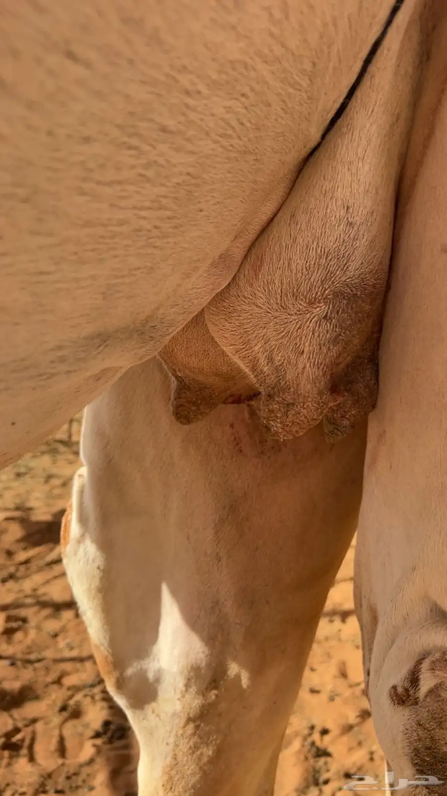 للبيع بكر عليانيه منتج ومبيوع ولدها قبل اربع ايام 2