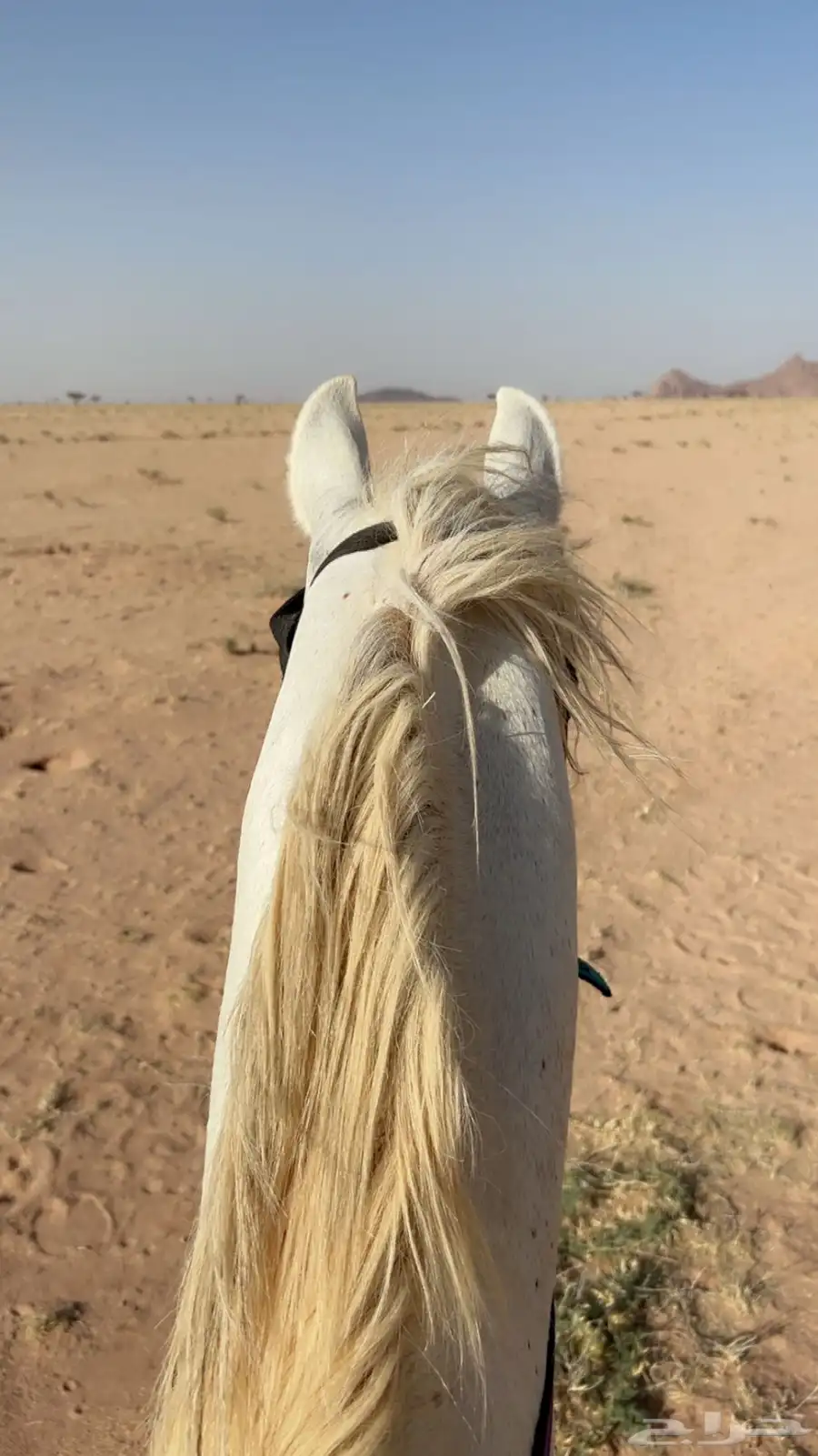 حصان عربي العمر 3 سنوات 1