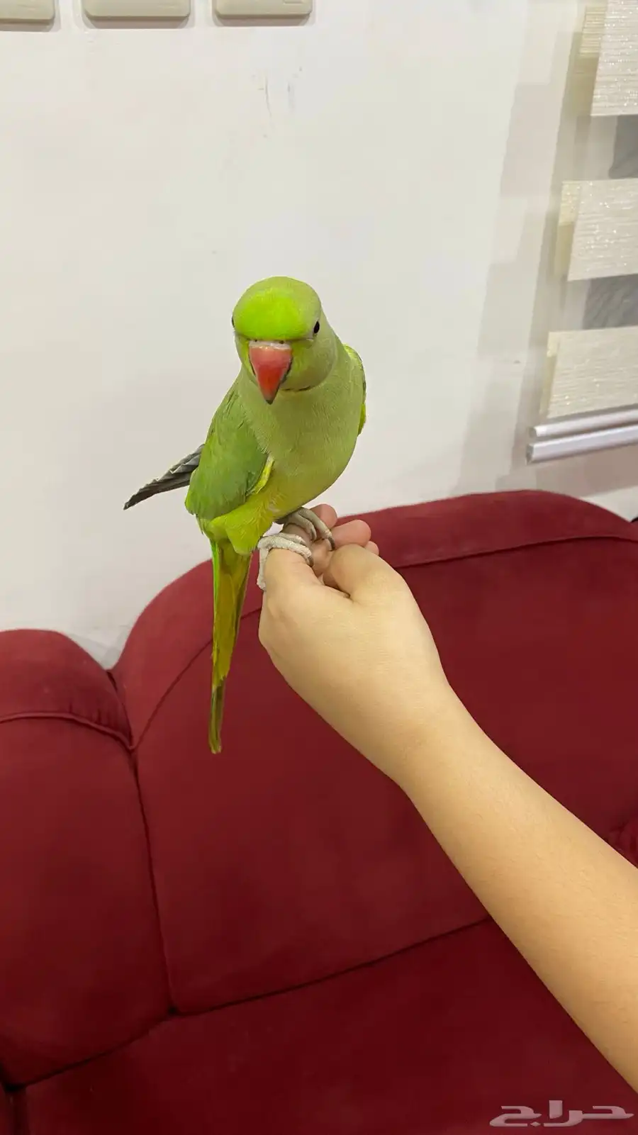 ببغاء 7