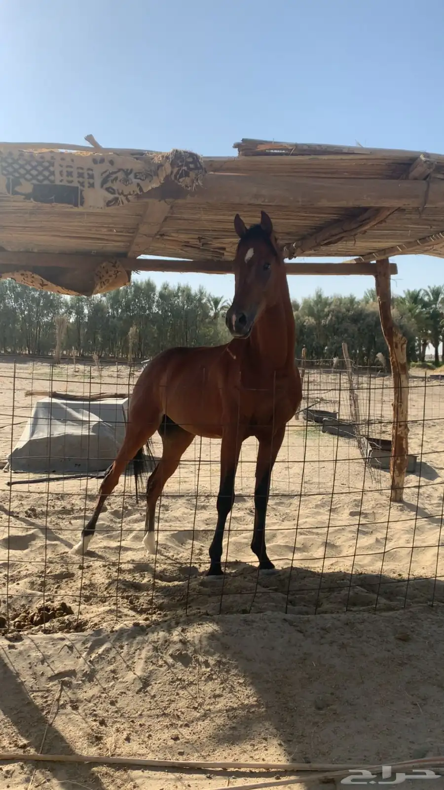 حصان 2