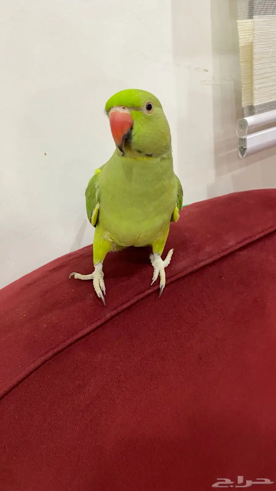 ببغاء 3