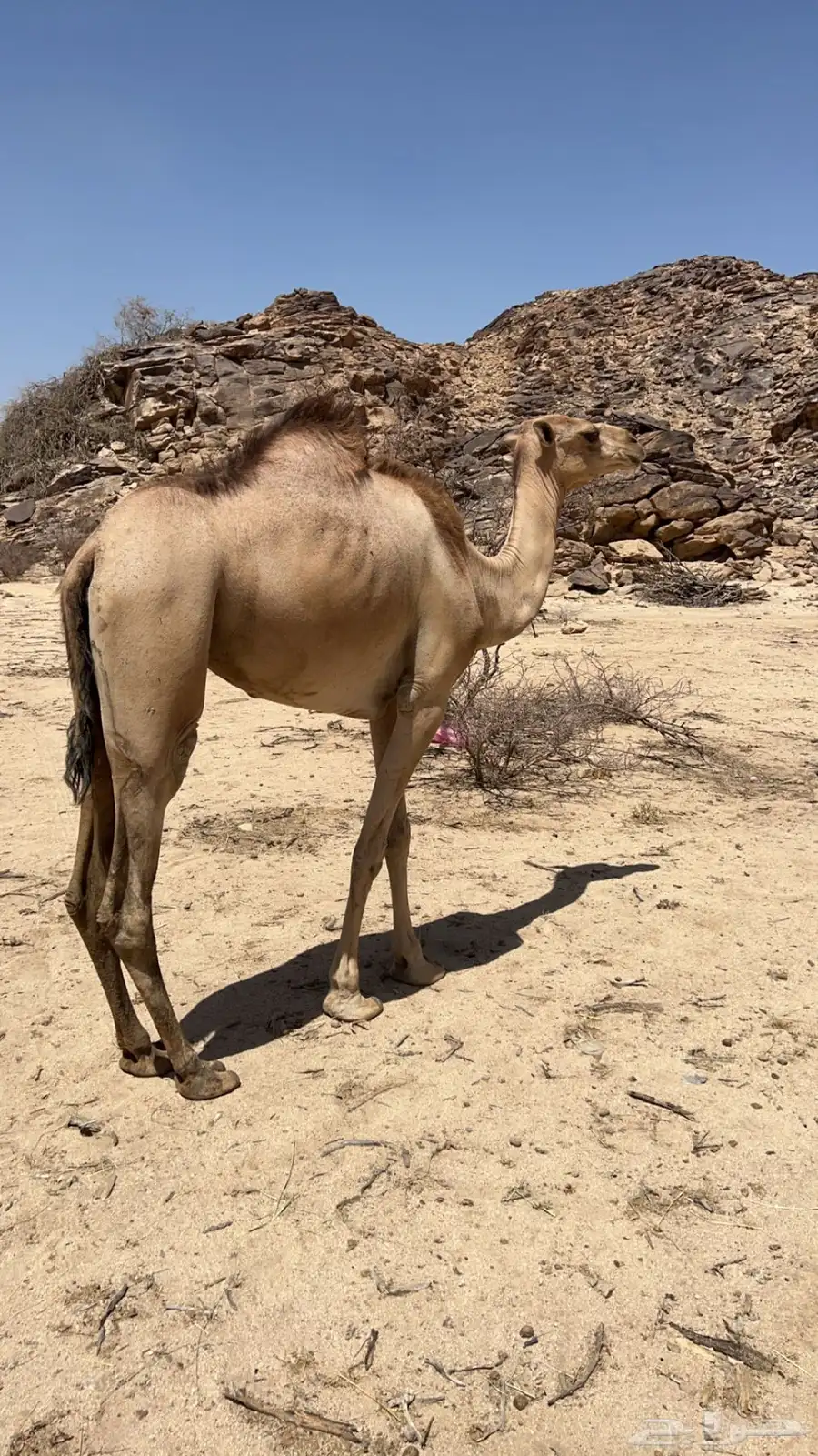 بكره للبيع والبيع سمح باذن الله 1