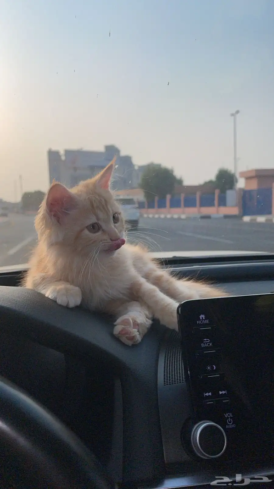 بس سكوتش اليف وجد ا لعوب 0