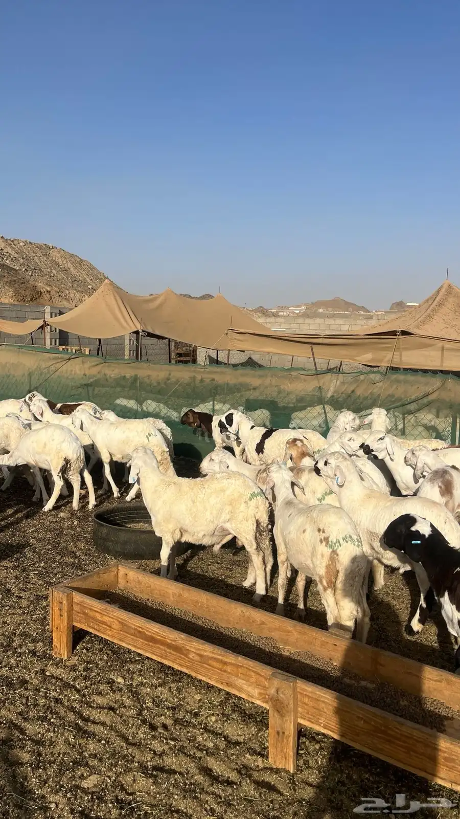 طليان سواكن بيض 4