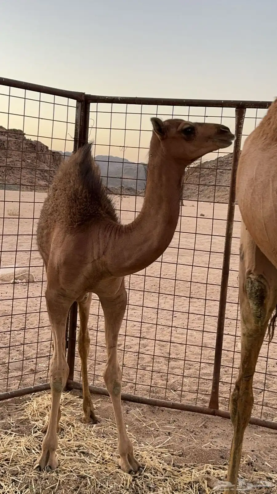 للبيع خلفه 1