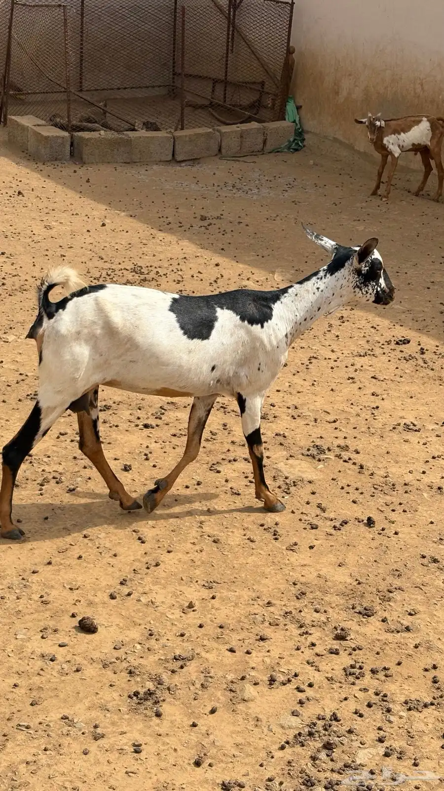 غنم للبيع 2