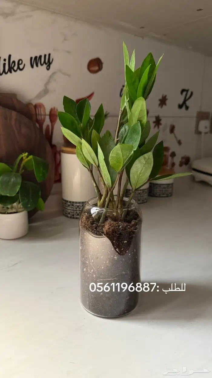 نبتات داخليه 6