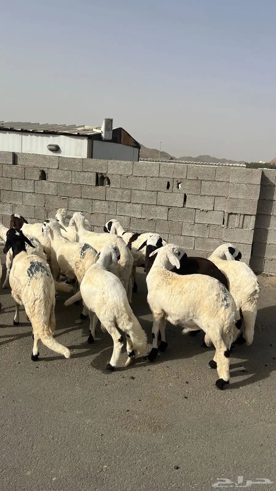 طليان سواكن بيض 0