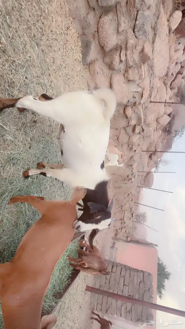 تيوس ذبايح كفو للبيع 1