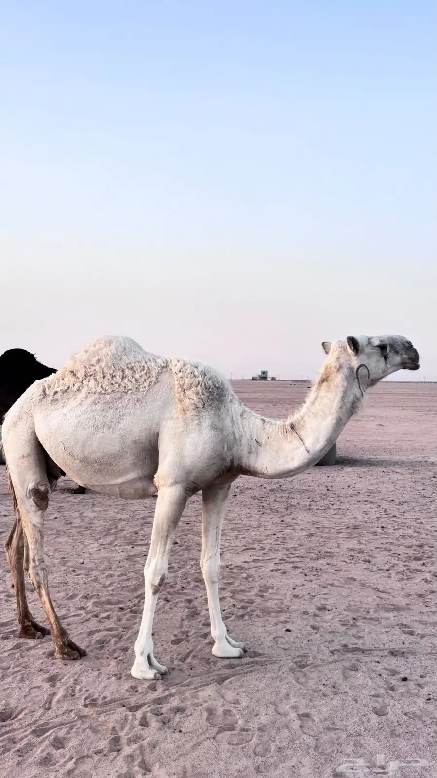 عشرا تو مبيوع حاشيه على جميع الشروط 0