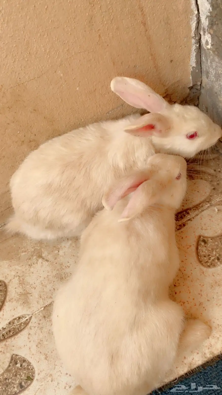 زوج ارانب للبيع 0