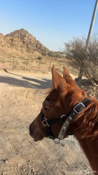 مهر عربي 2