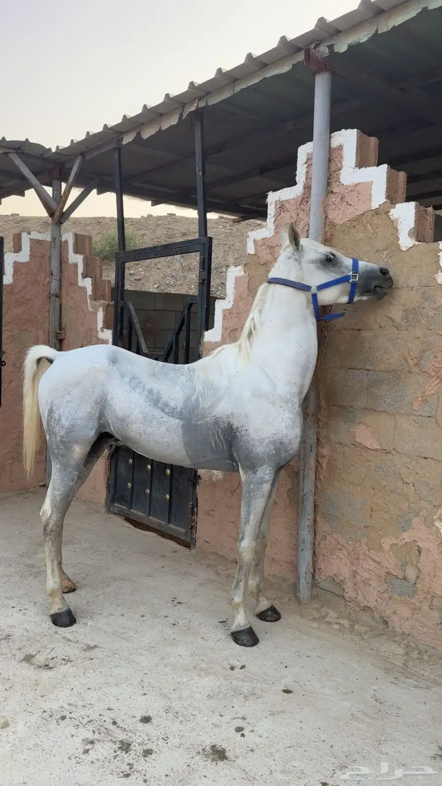 حصان واهو 4