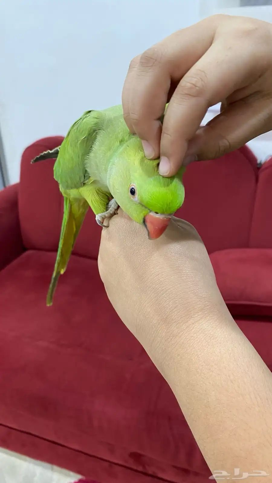 ببغاء 9
