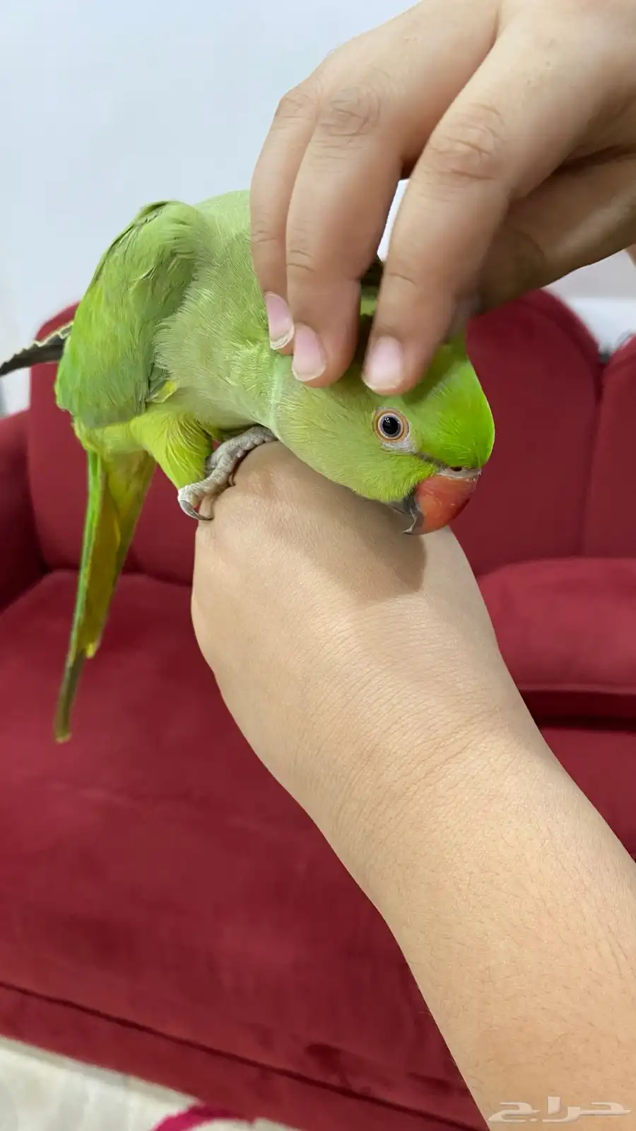 ببغاء 10