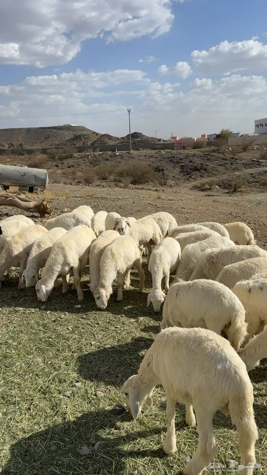 طليان العدد 33 0