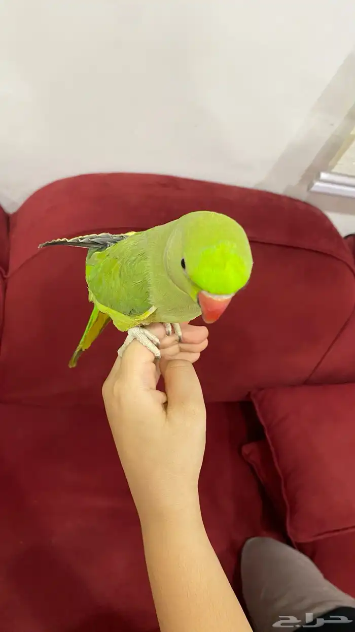 ببغاء 6