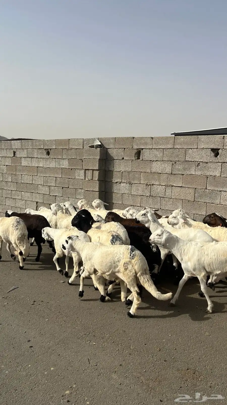طليان سواكن بيض 2