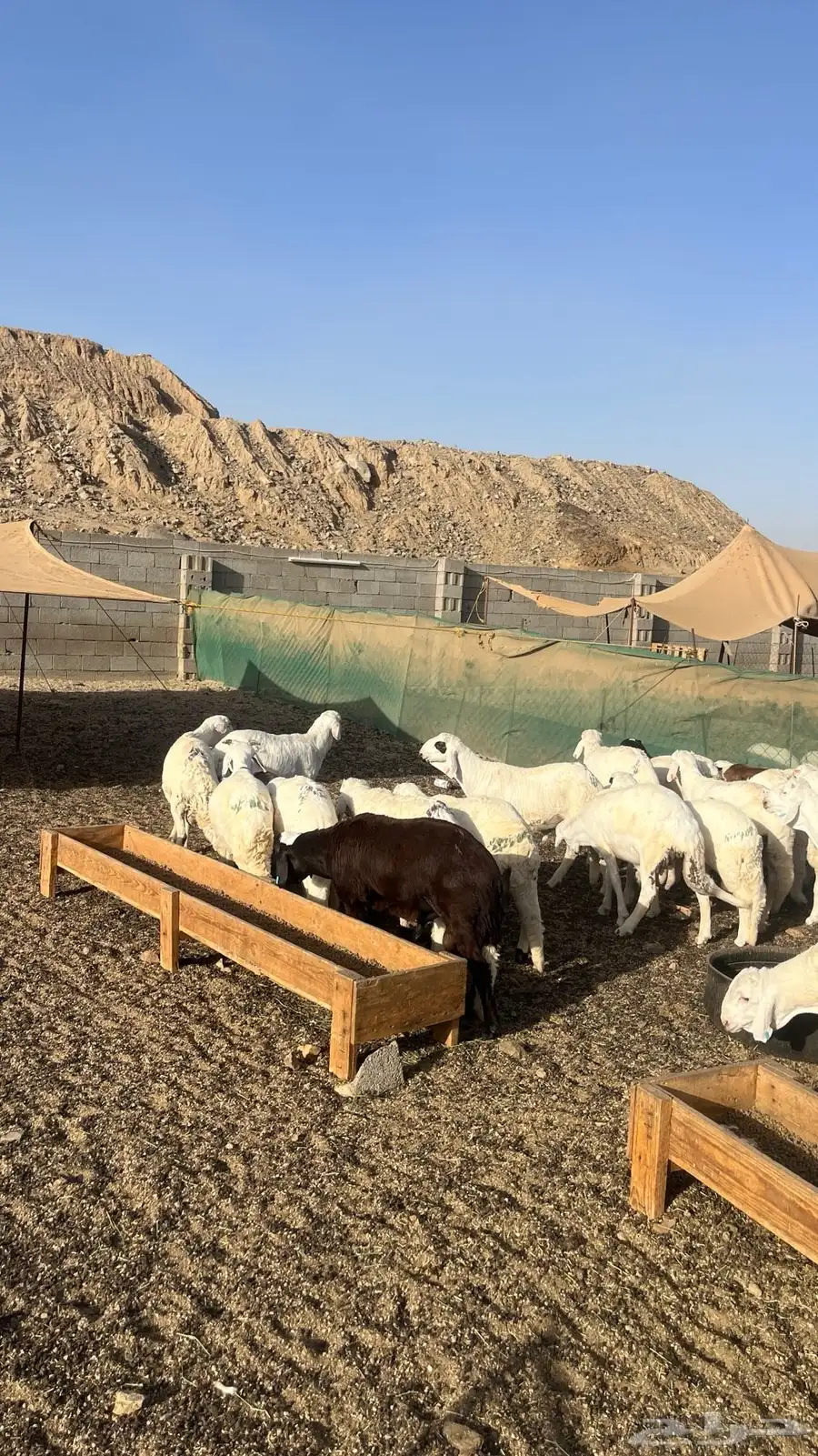 طليان سواكن بيض 3