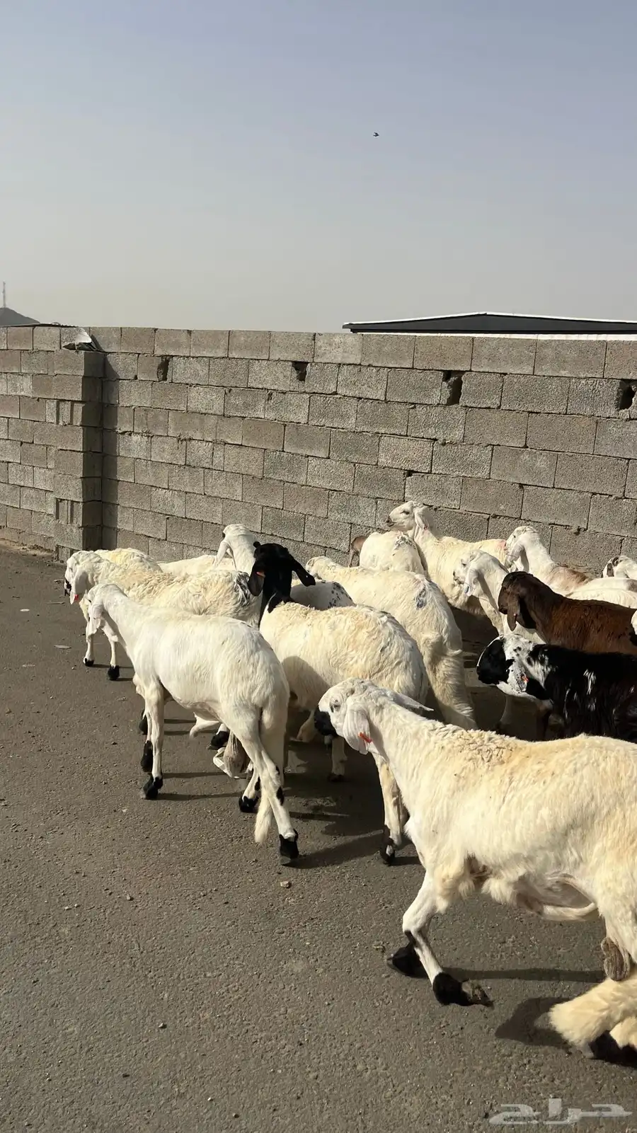 طليان سواكن بيض 3