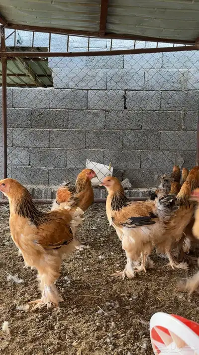 دجاج براهما 1