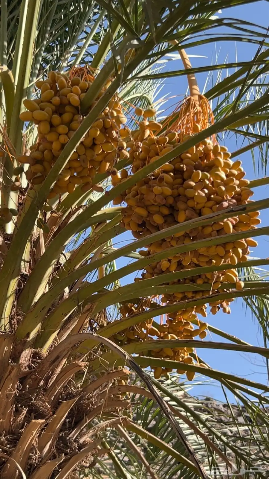 نخل للبيع صفري وبديره 1