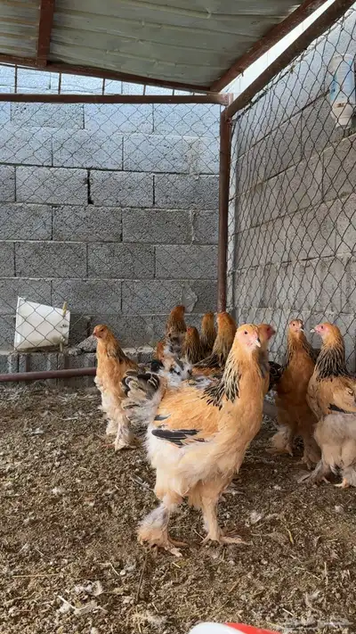 دجاج براهما 2