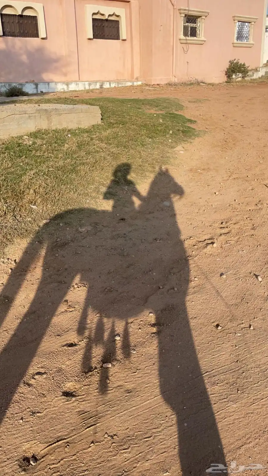 خيل حصان للبيع 5