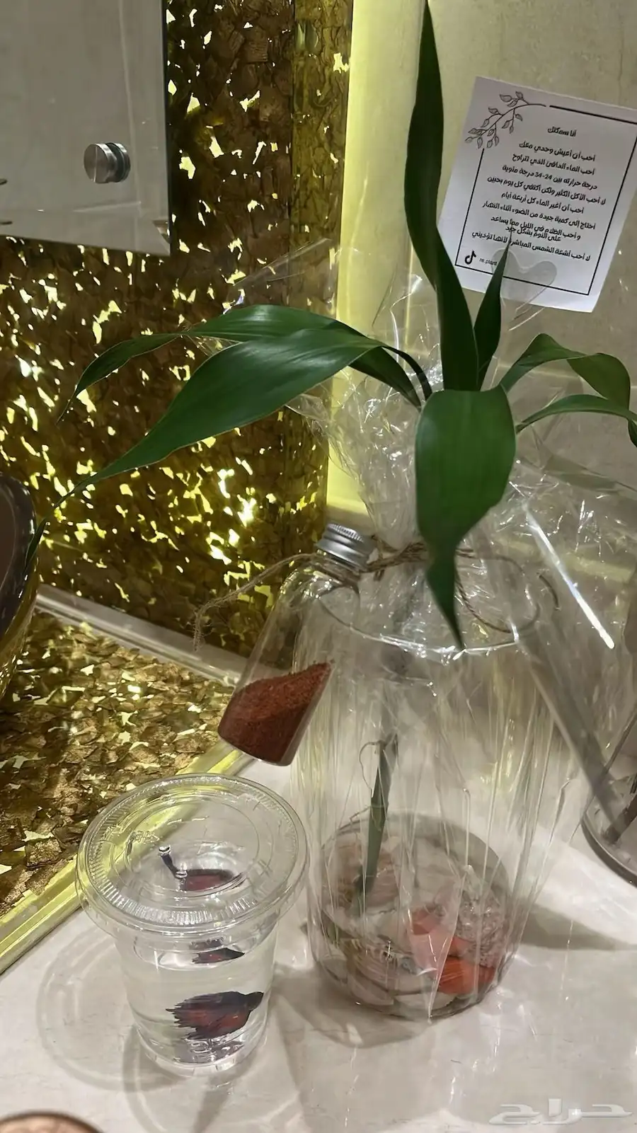 نباتات و سمك 2