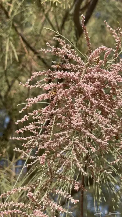 عسل موسم الاثل 0