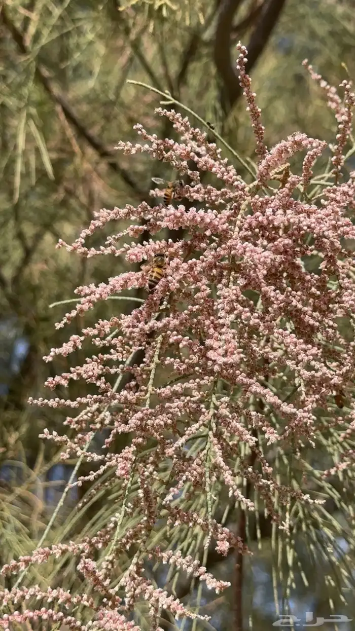 عسل موسم الاثل 0
