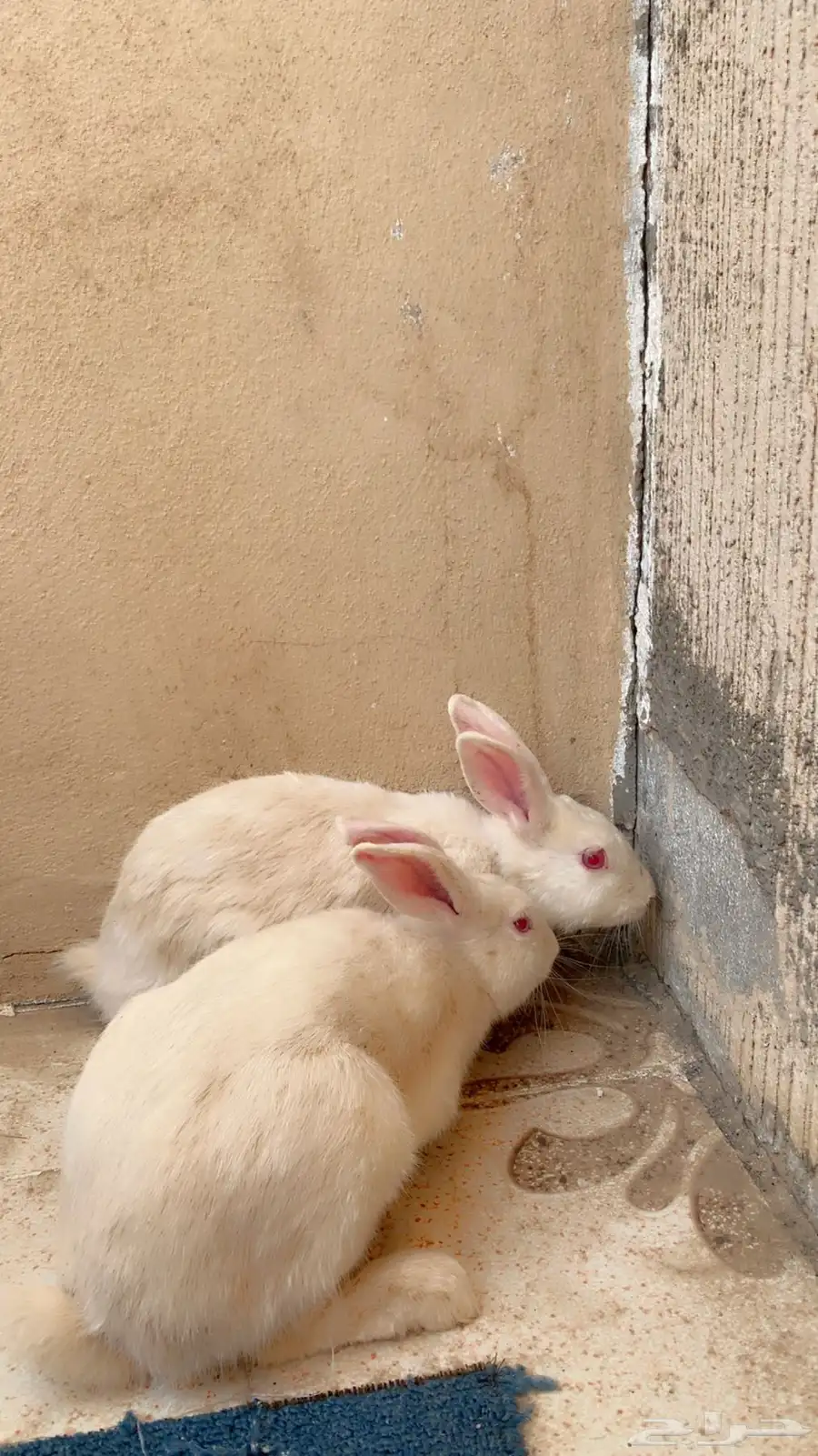 زوج ارانب للبيع 1