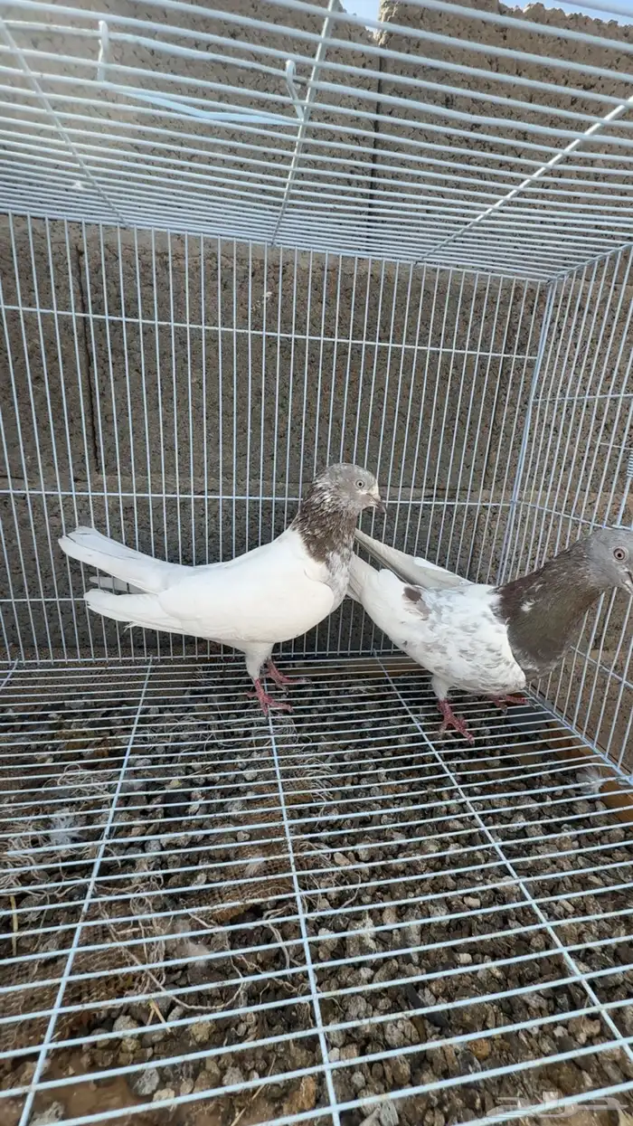 حمام باكستاني 8