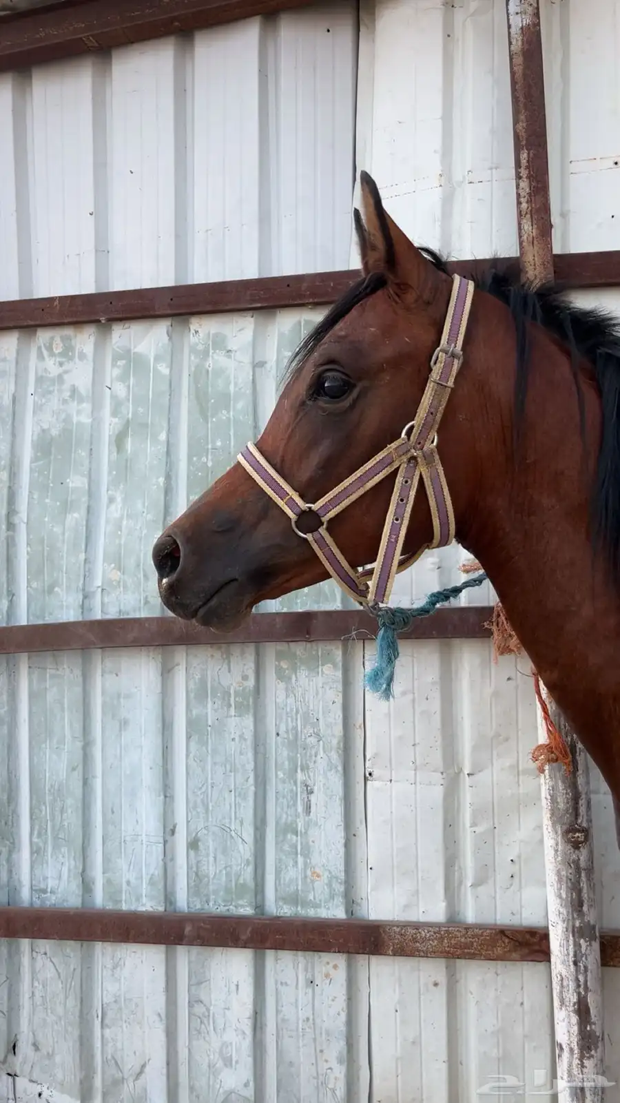 خيل شعبي 1