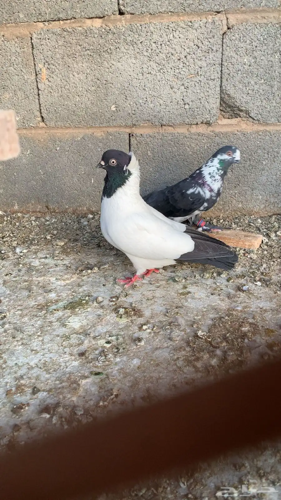 حمام شامي index