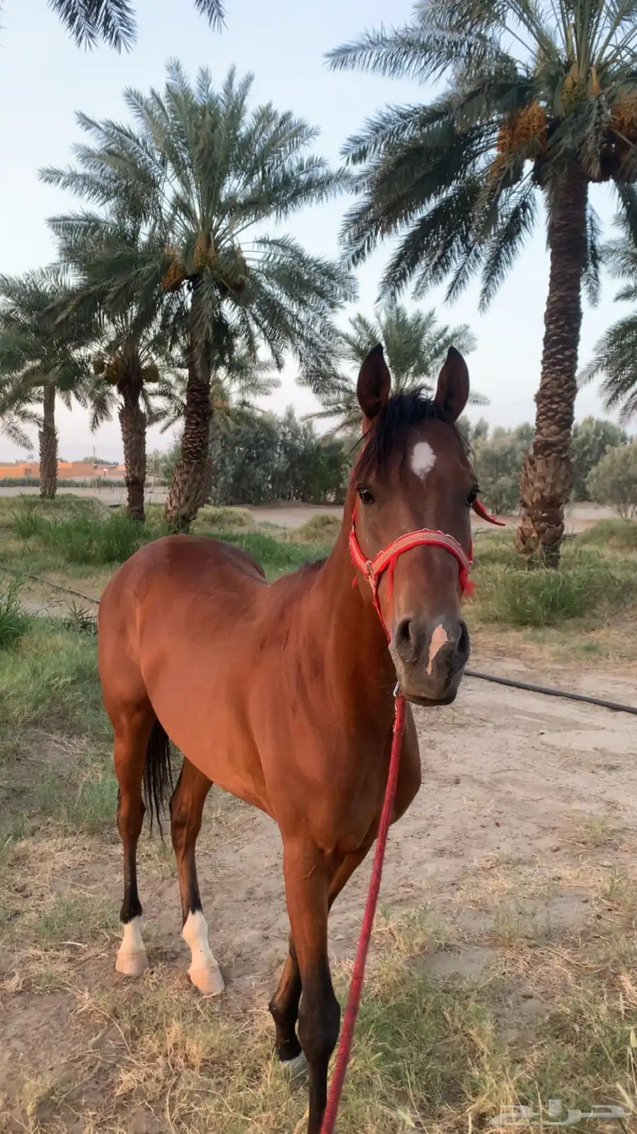 حصان 5