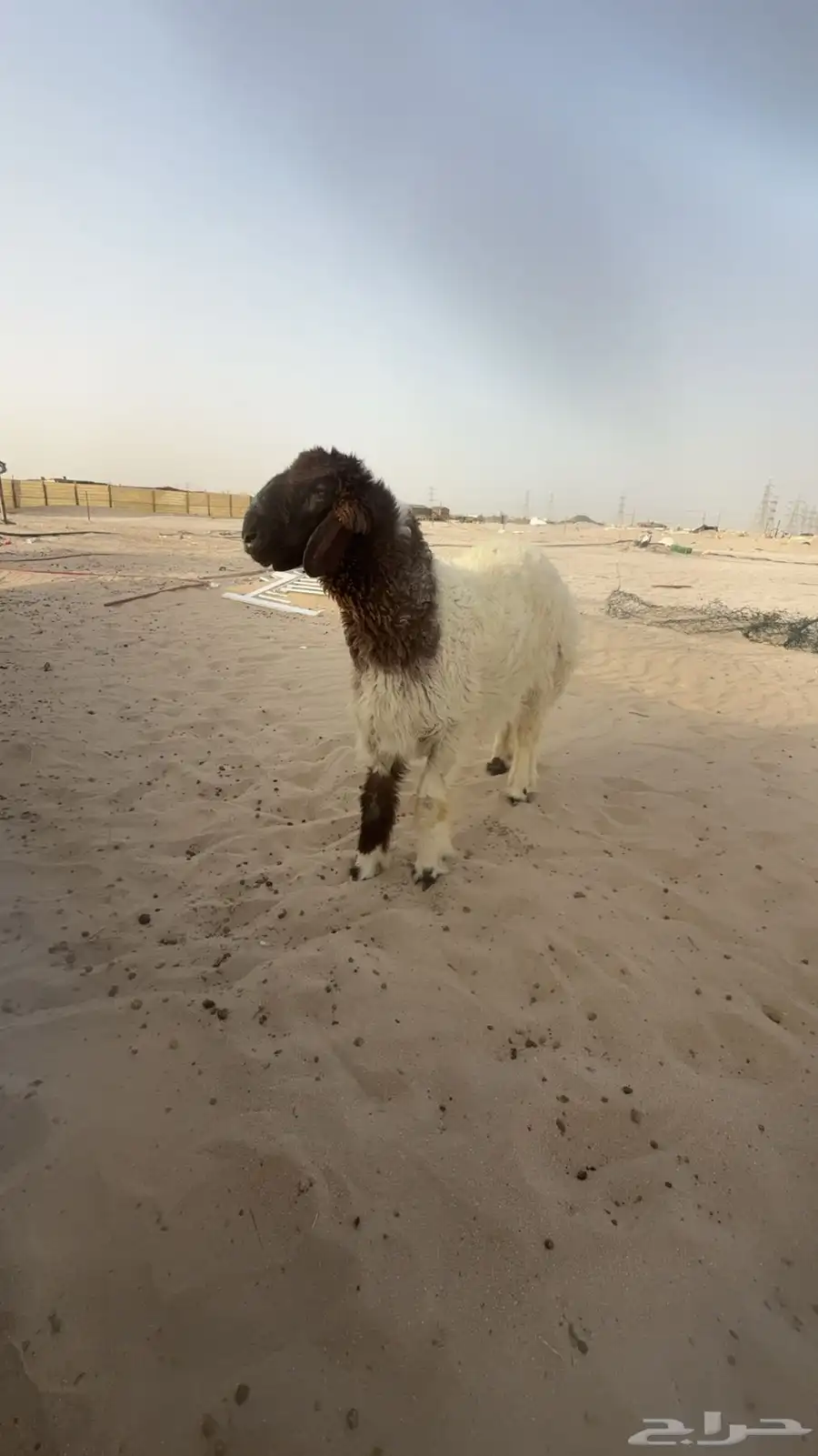 خروف مشروع فحل 2